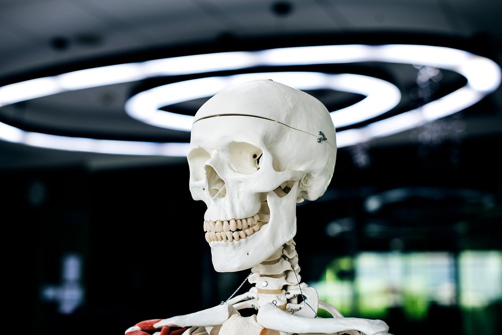 Human skeleton bones structure anatomy