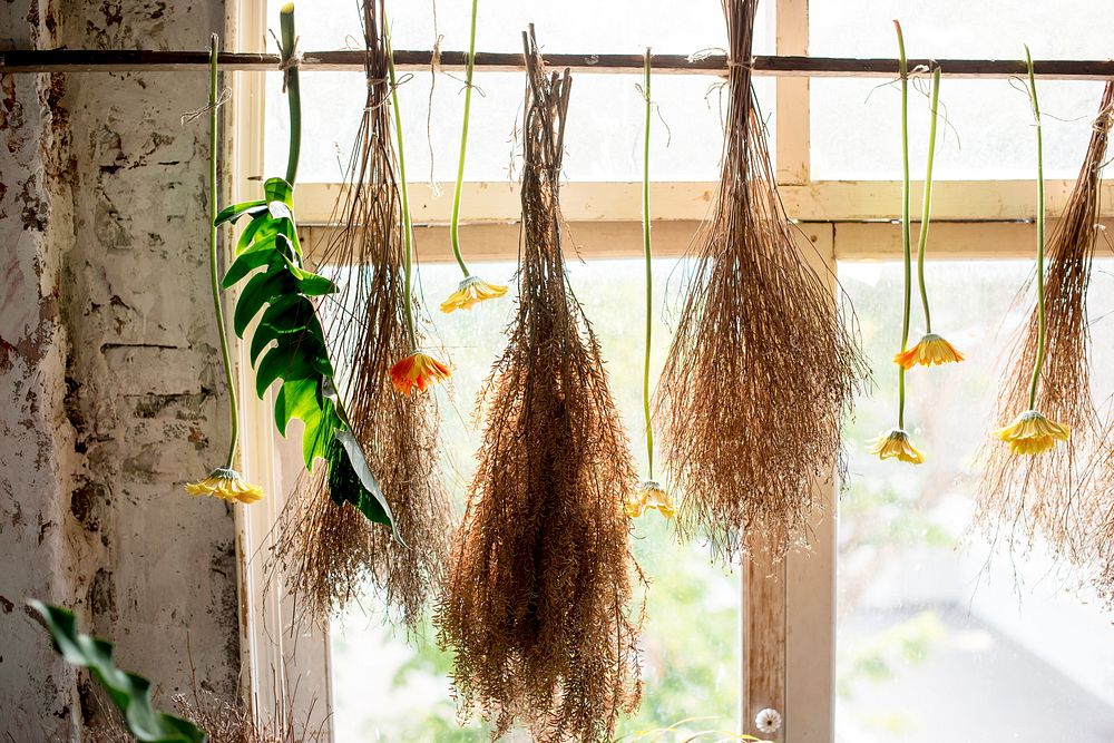 Dried plant hanging upside down