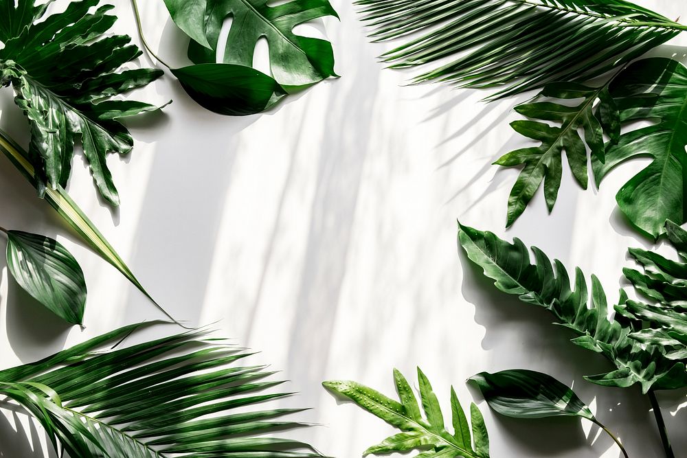Tropical green leaves on white background