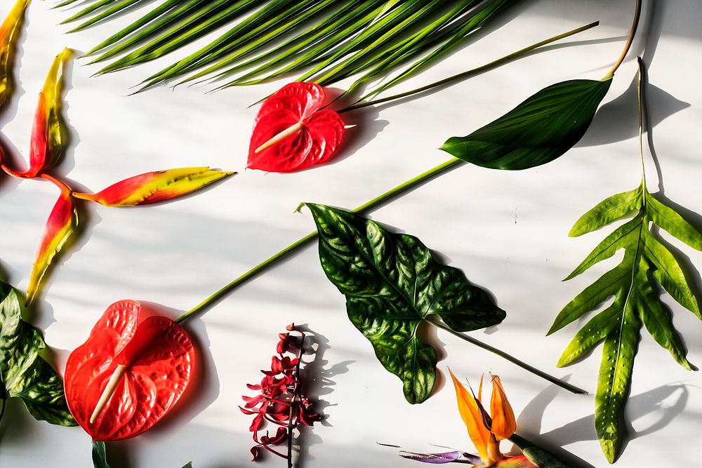 Tropical flowers and leaves on white background