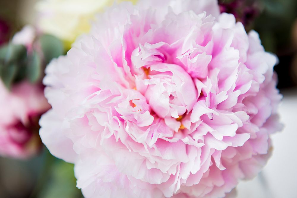Closeup Fresh Real Pink Carnation Flower