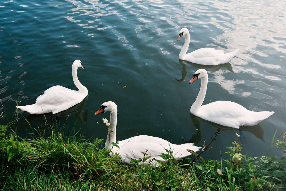 Swans Nature Graceful Peaceful Wild Concept