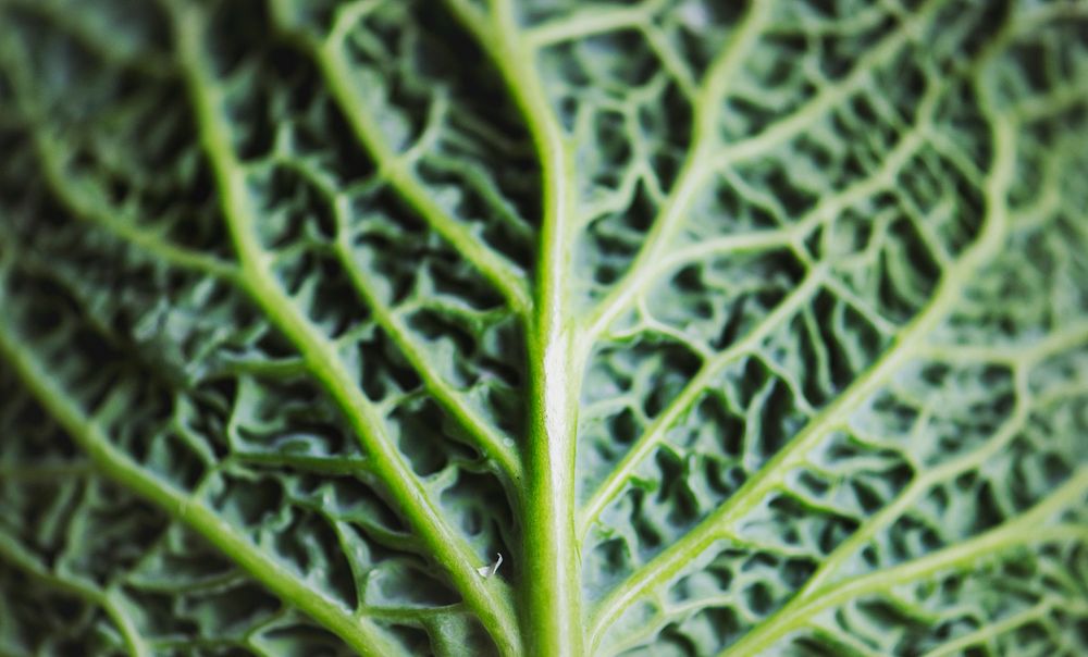 Green cabbage leaf