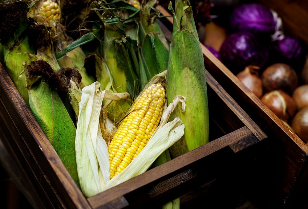 Fresh yellow corn in a wooden bucket
