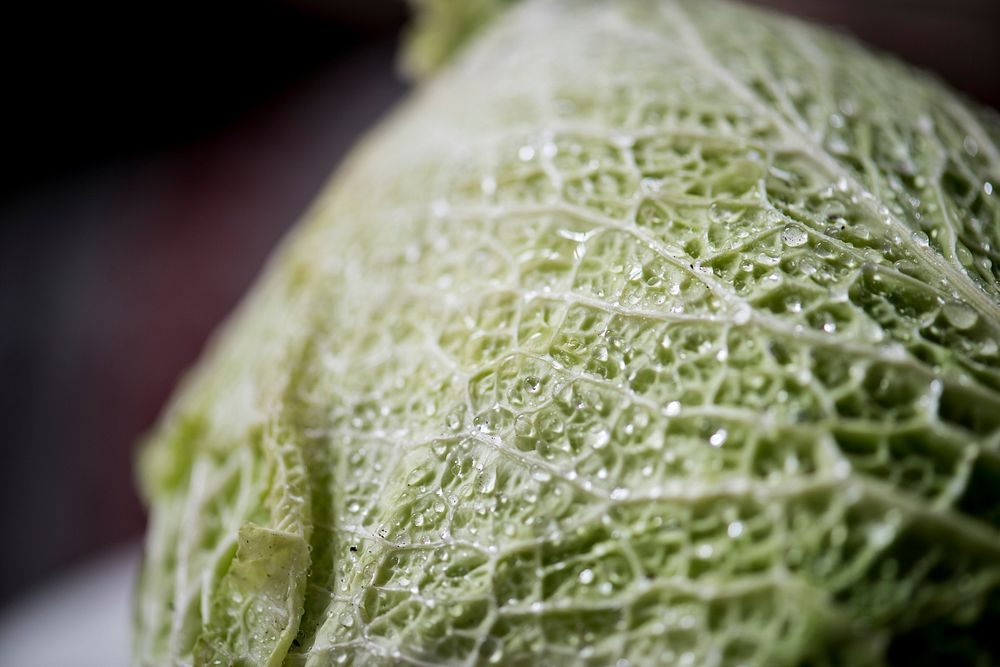 Closed up a green cabbage leaf textured