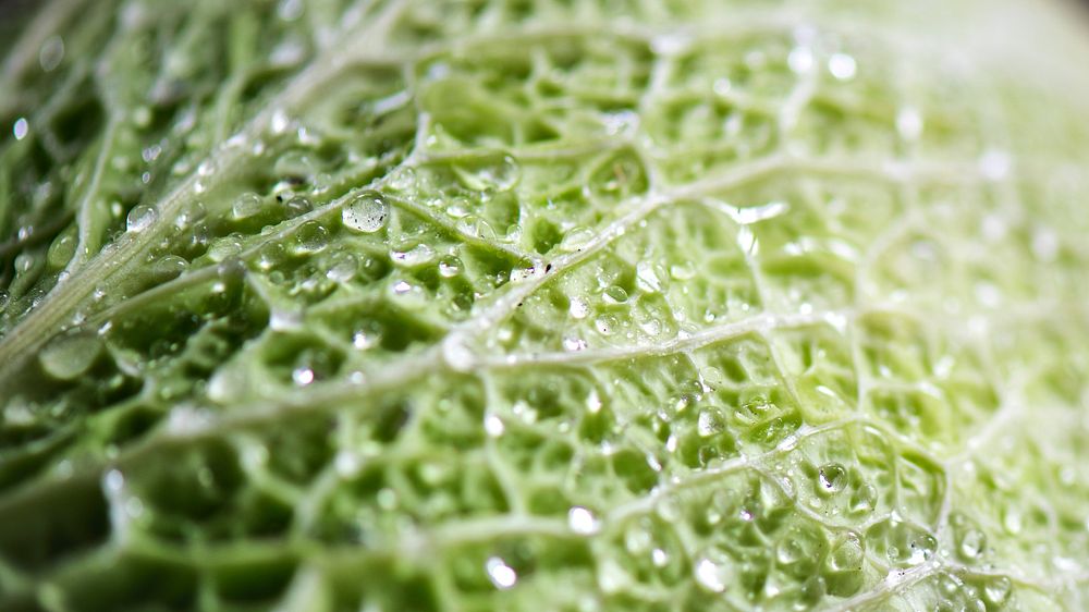Closed up a green cabbage leaf textured