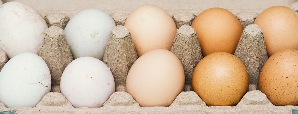 Fresh organic eggs
