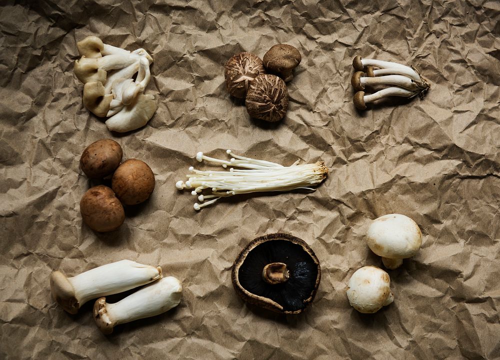 Various mushroom set collection