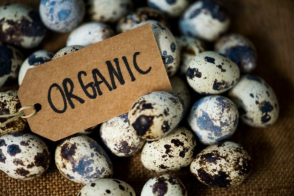 Closeup of fresh organic quail eggs