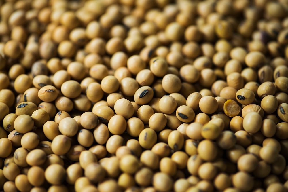 Soy beans texture background