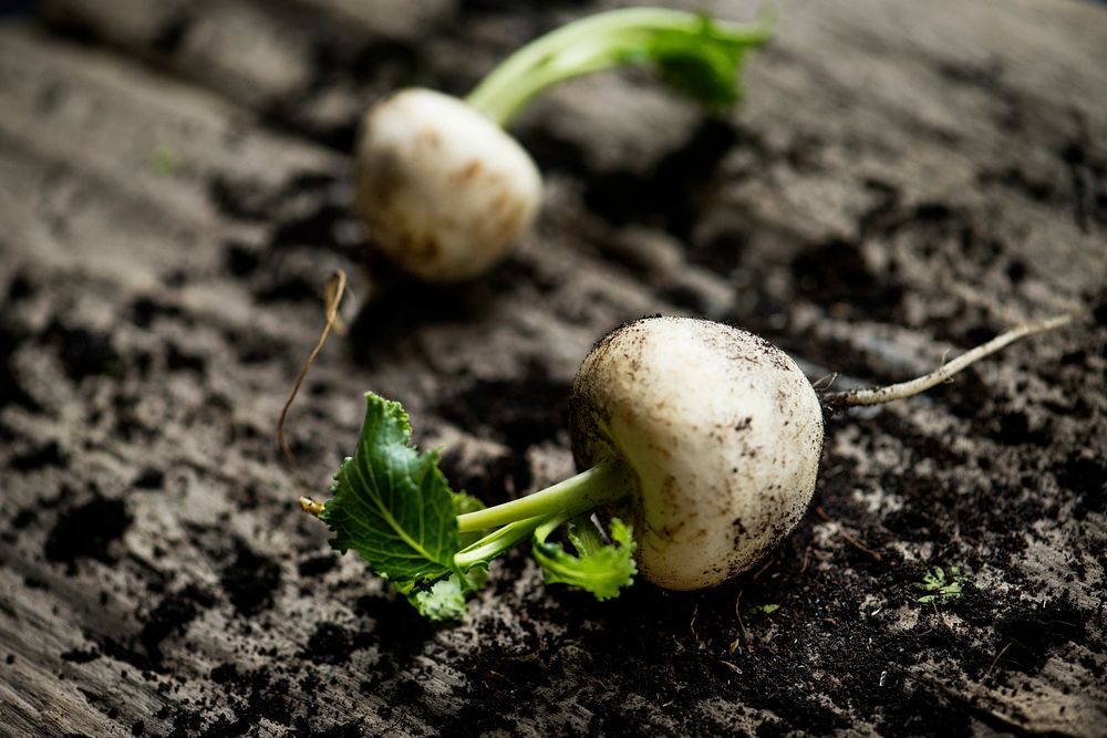 Closeup of fresh white radish on wooden table with dirt