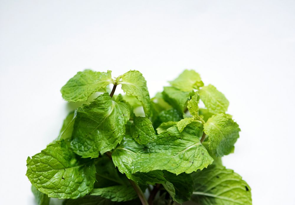 Closeup of fresh mint leaves isolated on white