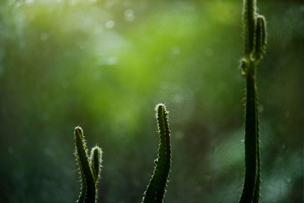 Closeup of cactus tips