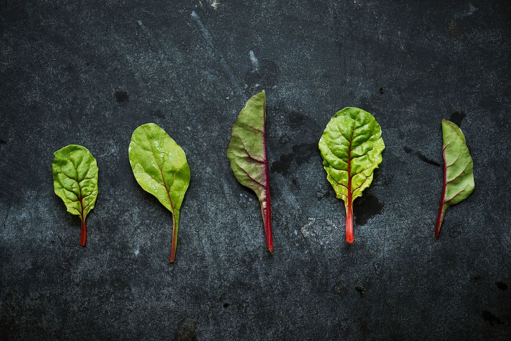 Closeup of fresh organic chard leaves on black background