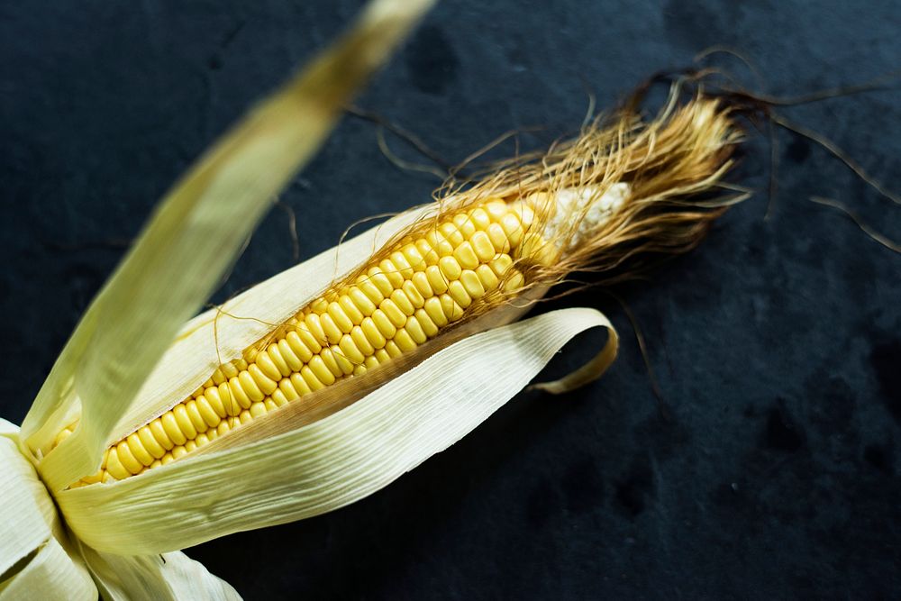 Closeup of fresh organic corn in stalk