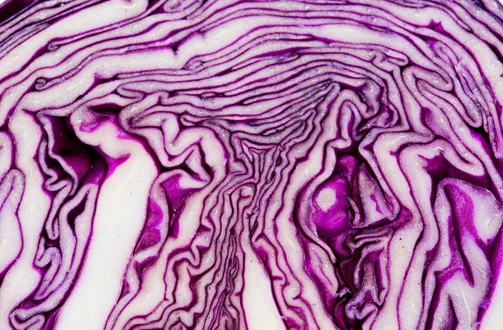 Closeup of fresh cut organic red cabbage