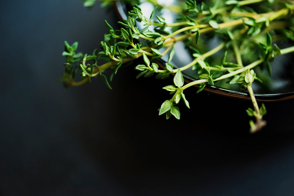 Fresh thymes herb