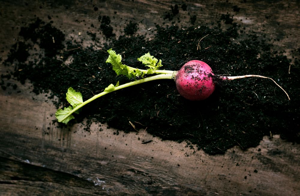 Turnips and soil on a wood