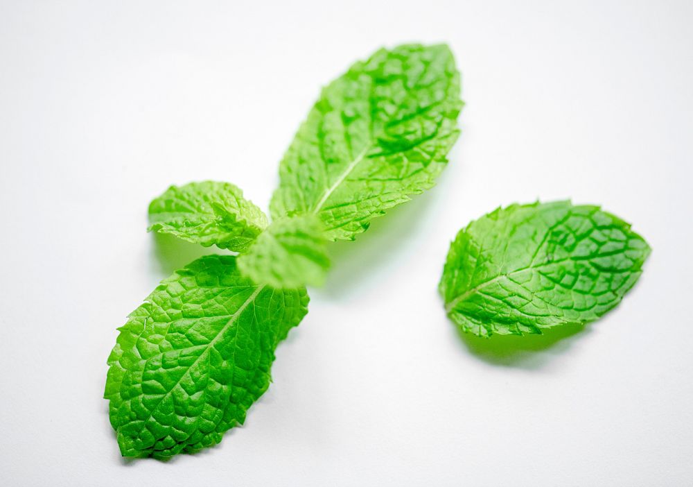 Natural organic fresh edible mint