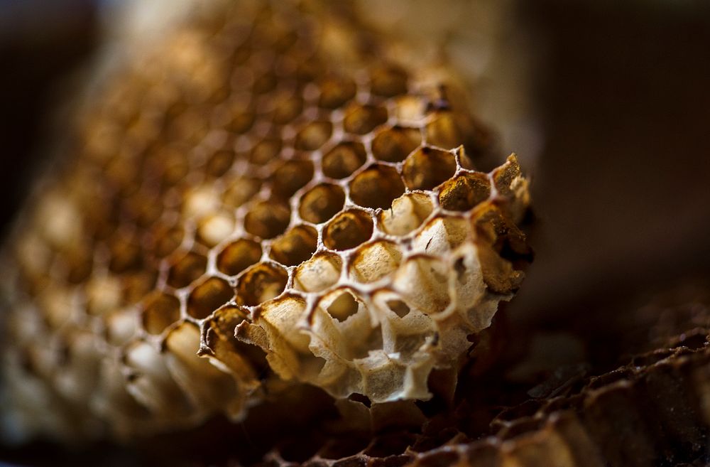 Macro shot of real beehives honeycomb
