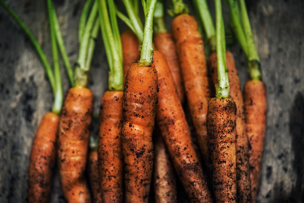 Closeup of fresh organic carrots
