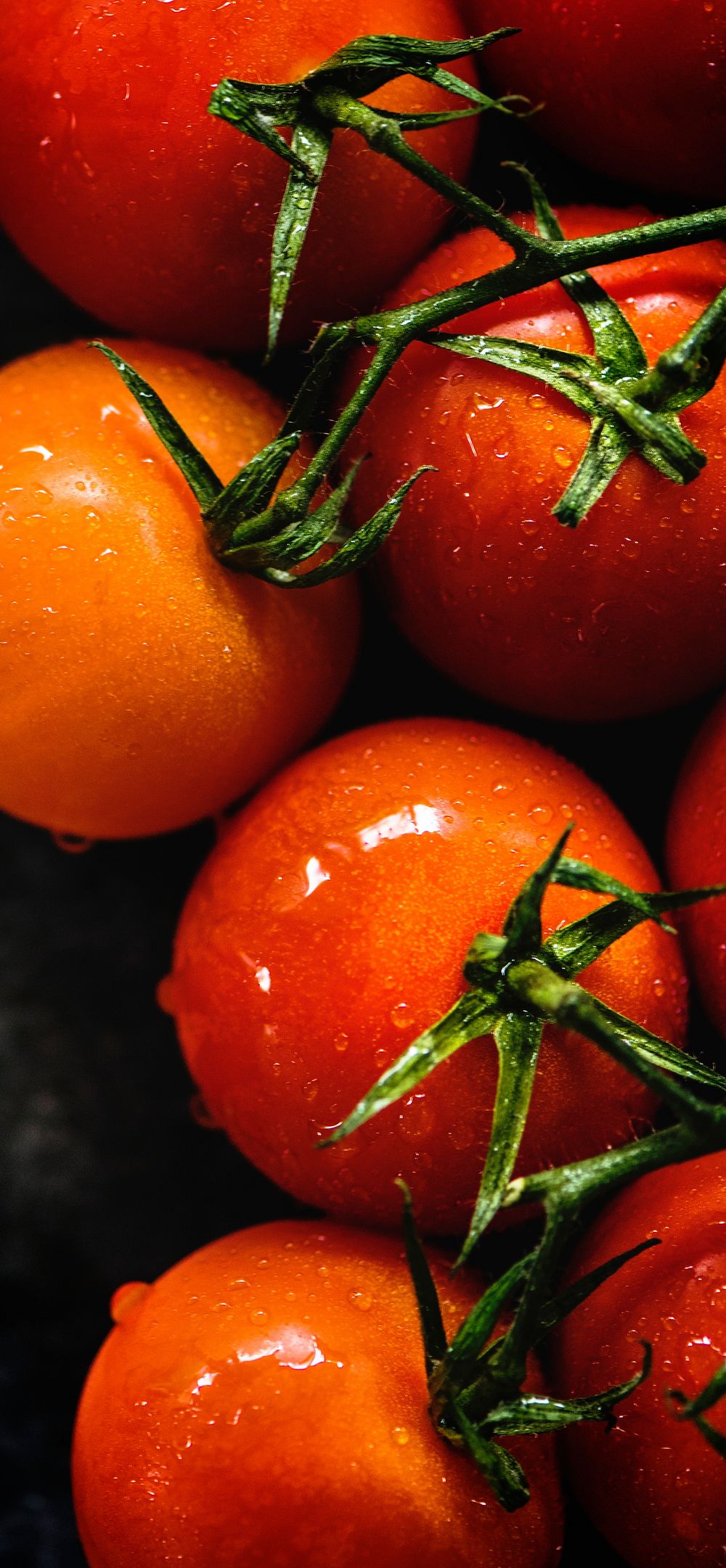 Closeup of fresh organic tomatoes