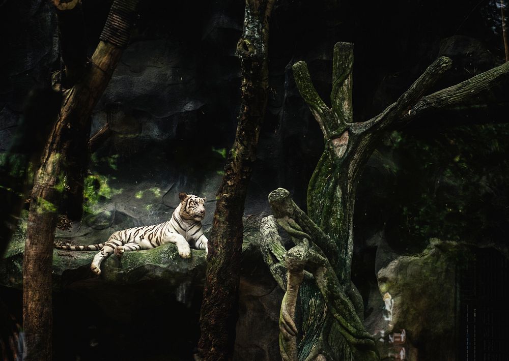 Tiger lying at the zoo