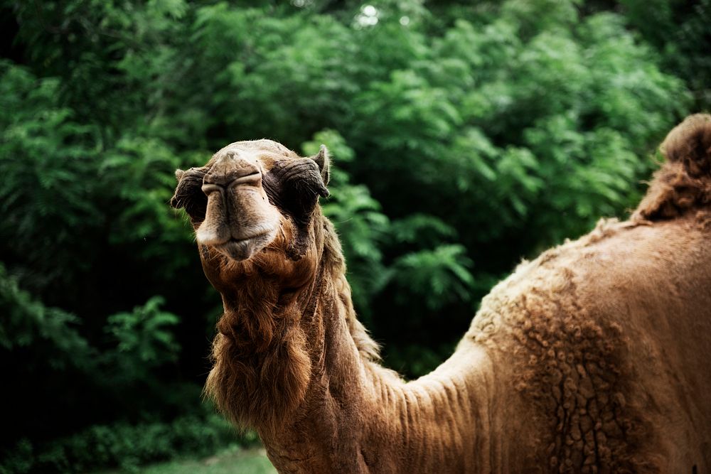 Closeup of camel at the zoo