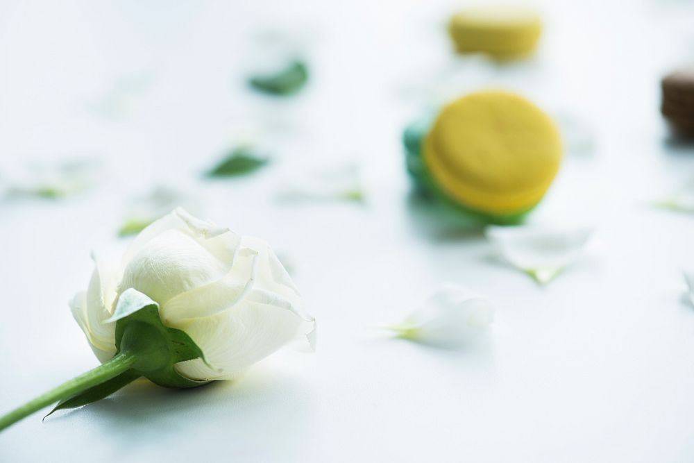 Macaroon petal and flower isolated on background