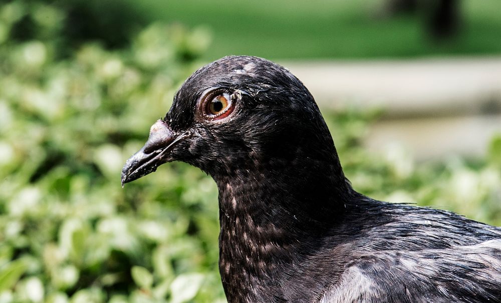 Closeup of black pigean in the park