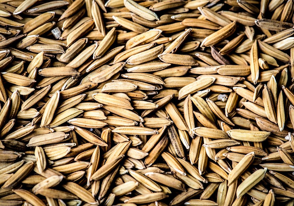 Closeup of unmilled rice grains paddy macro