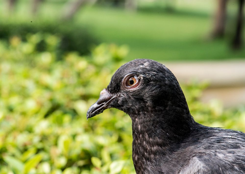 Closeup of black pigean in the park