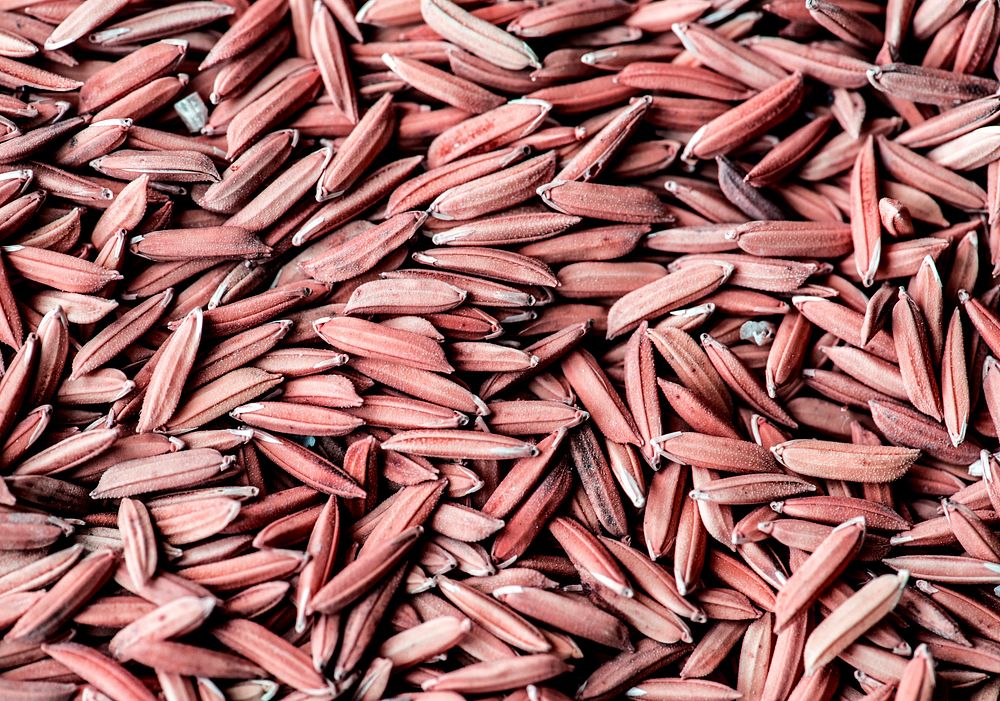 Closeup of unmilled rice grains paddy macro