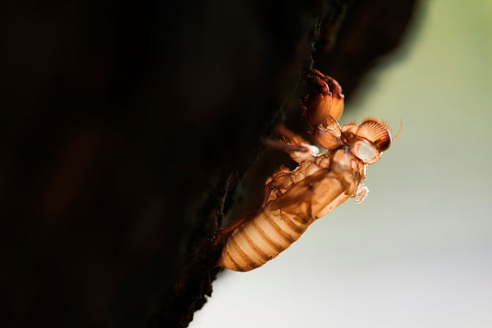 Macro of cicada slough on the tree