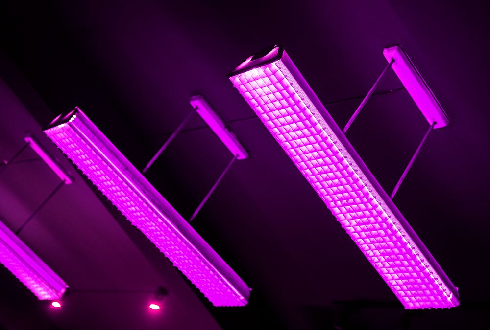 Purple fluorescent lamp hanging from the ceiling