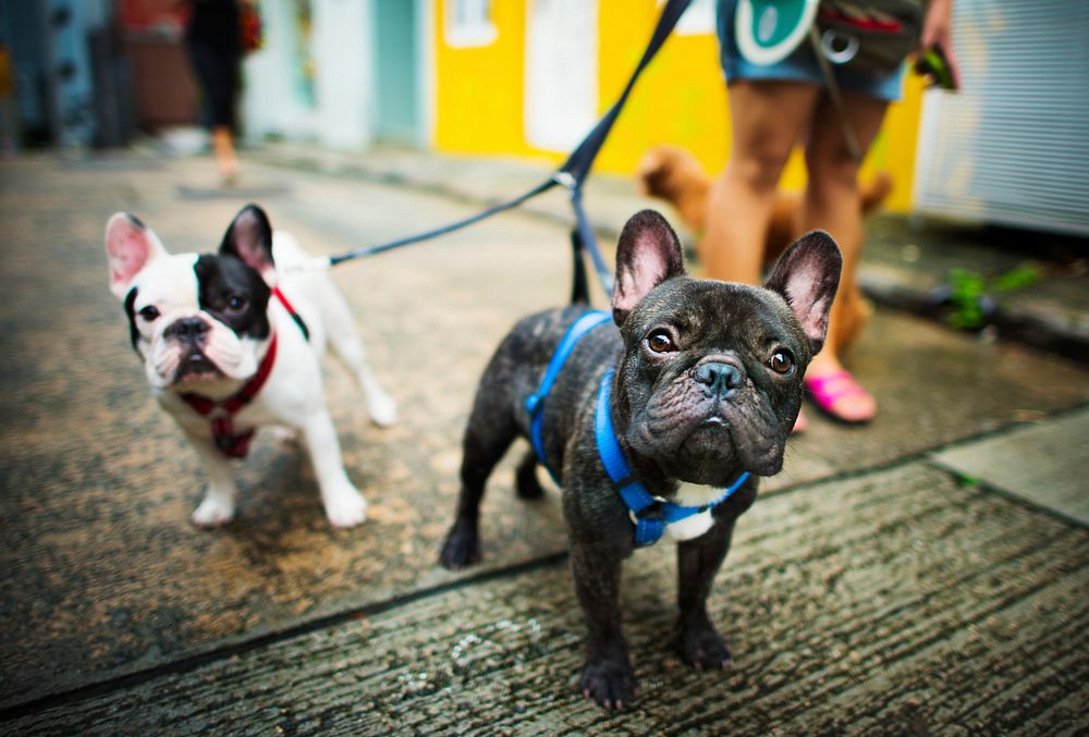 French Bulldog Take a Walk Lovely Pet Animal Concept