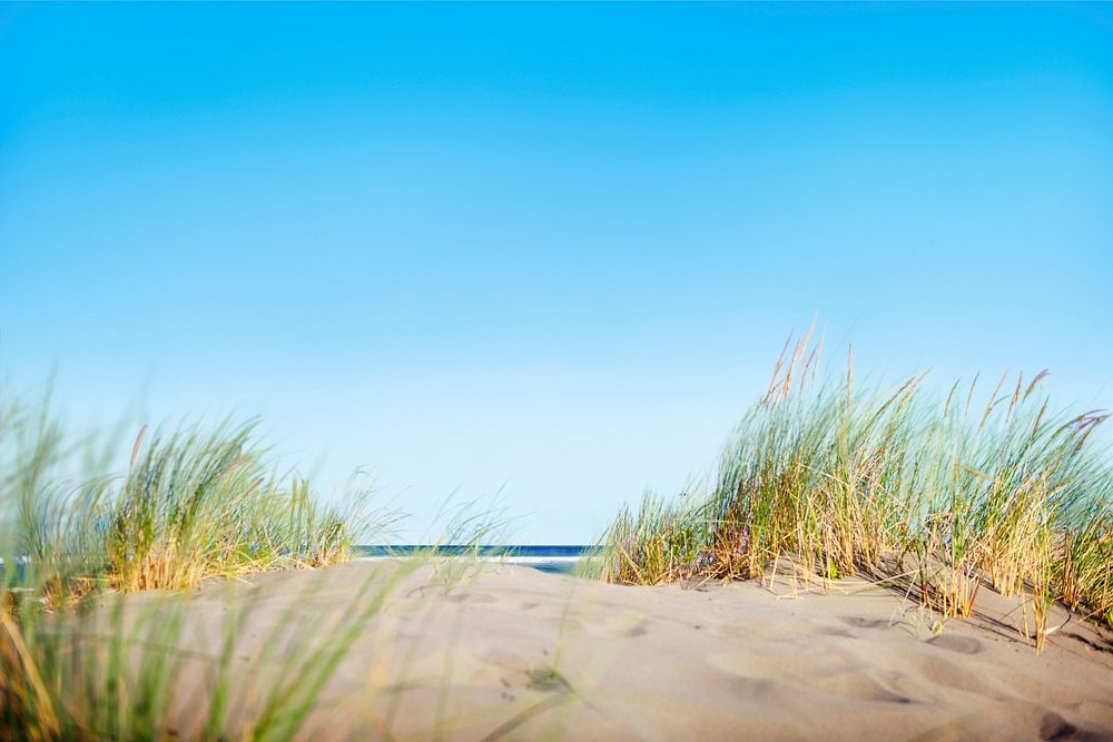 Sand Dunes with Grass on Beach