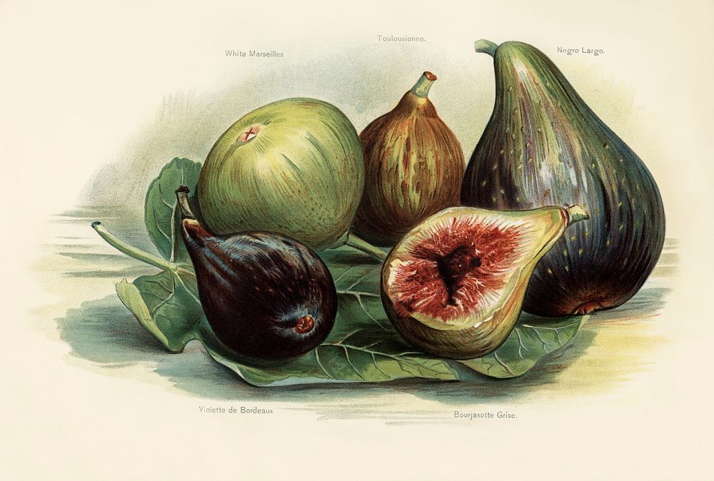 Vintage illustration of figs digitally enhanced from our own vintage edition of The Fruit Grower's Guide (1891) by John…
