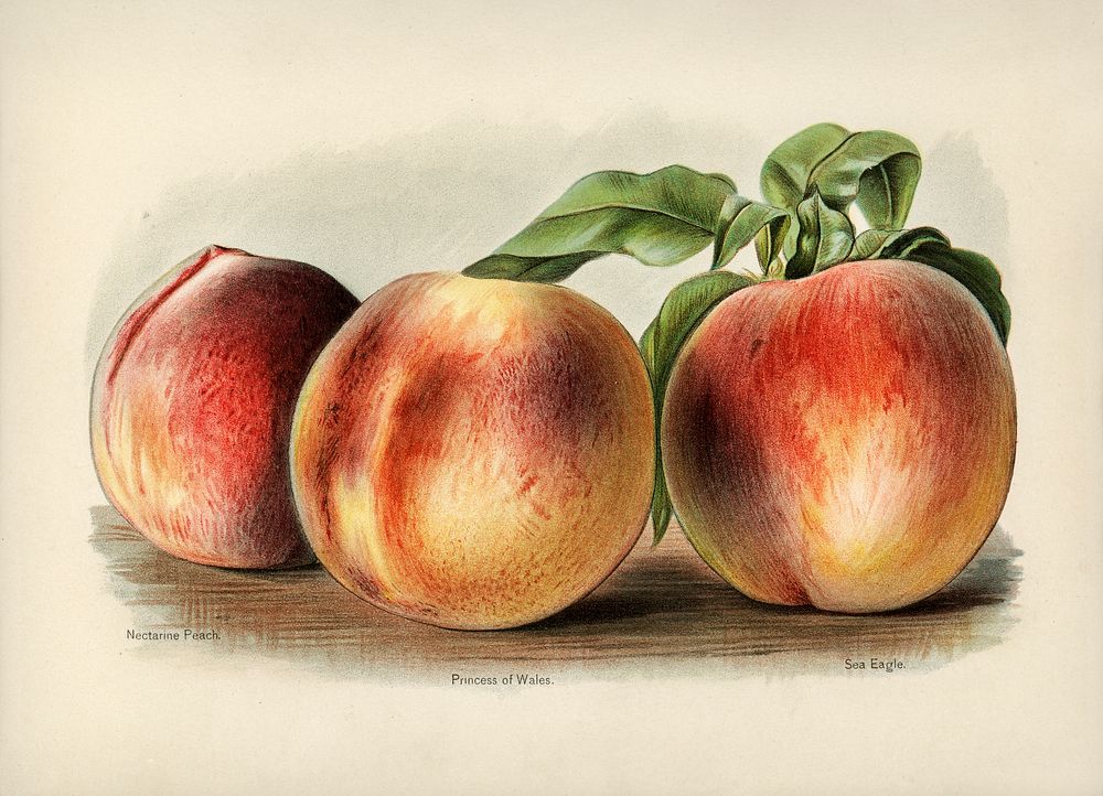 Vintage illustration of peach digitally enhanced from our own vintage edition of The Fruit Grower's Guide (1891) by John…