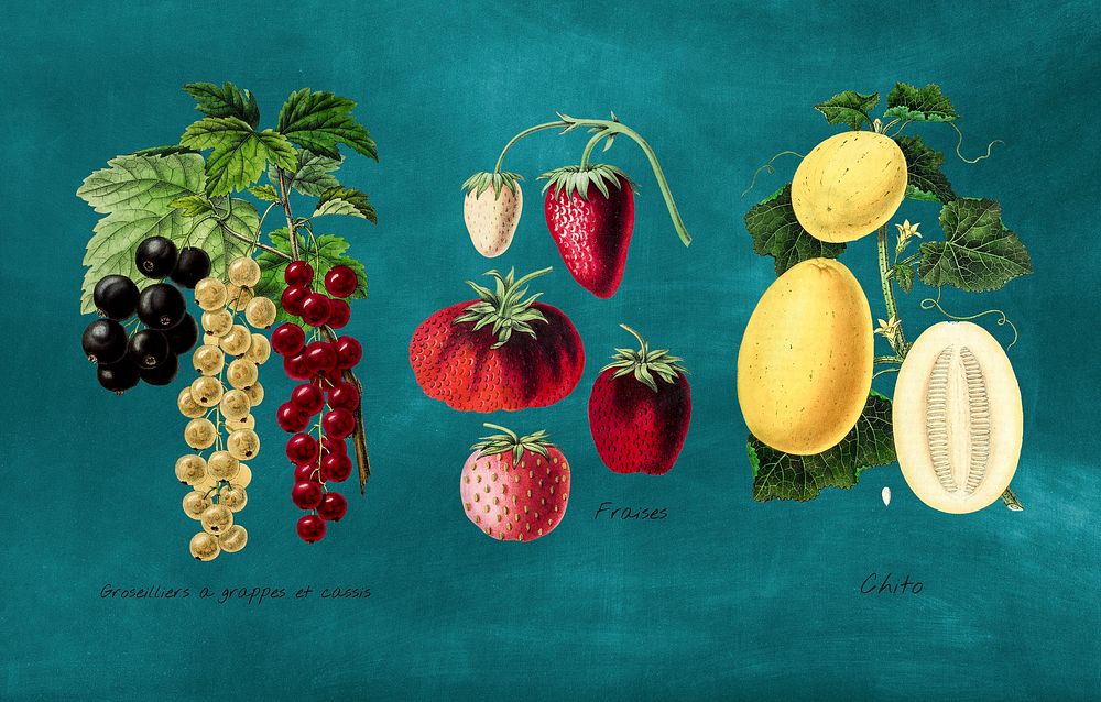 Antique illustration of fruits