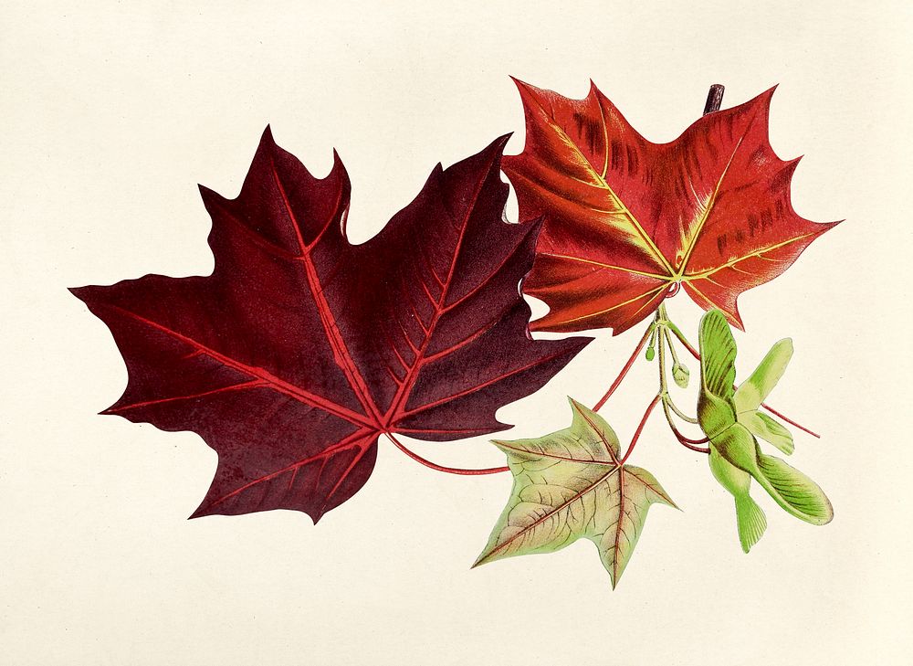 Antique illustration of maple leaves