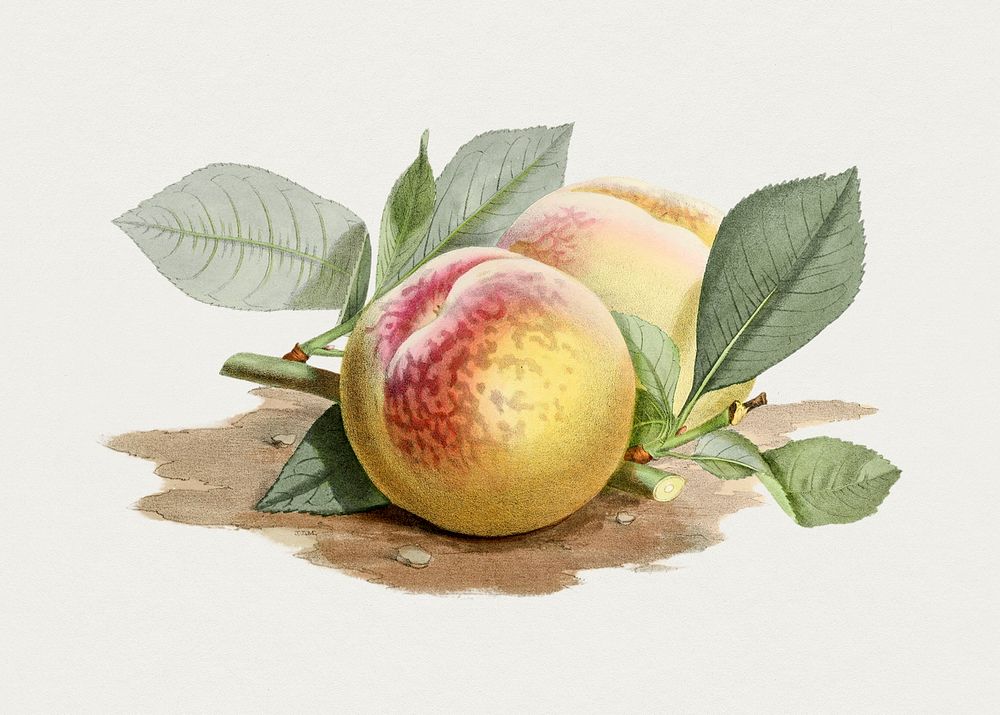 Antique watercolor drawing of peach