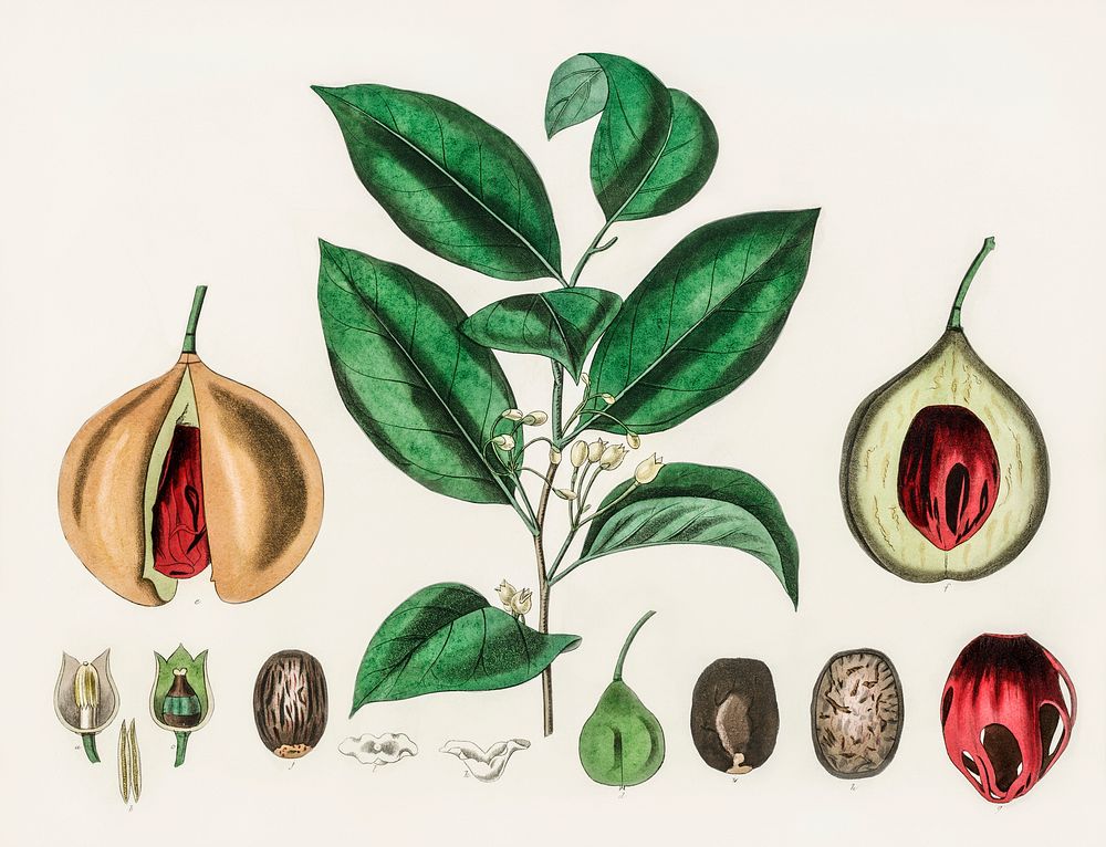 Nutmeg (Myristica moschata) illustration. Digitally enhanced from our own book, Medical Botany (1836) by John Stephenson and…