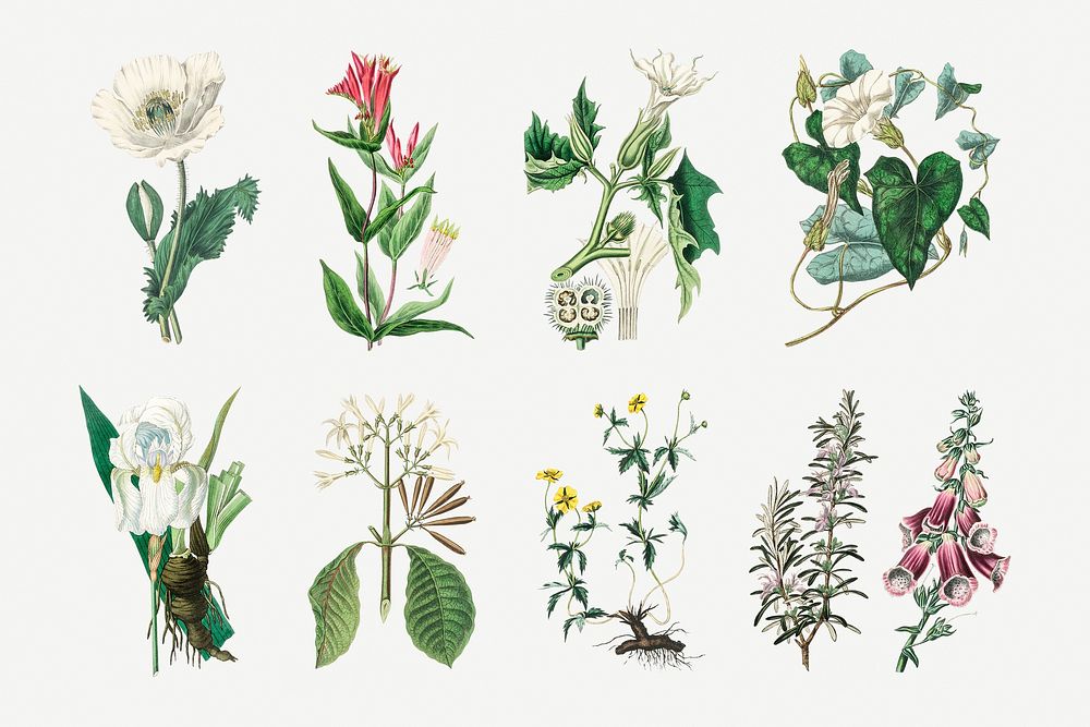 Psd botanical plant set illustrations