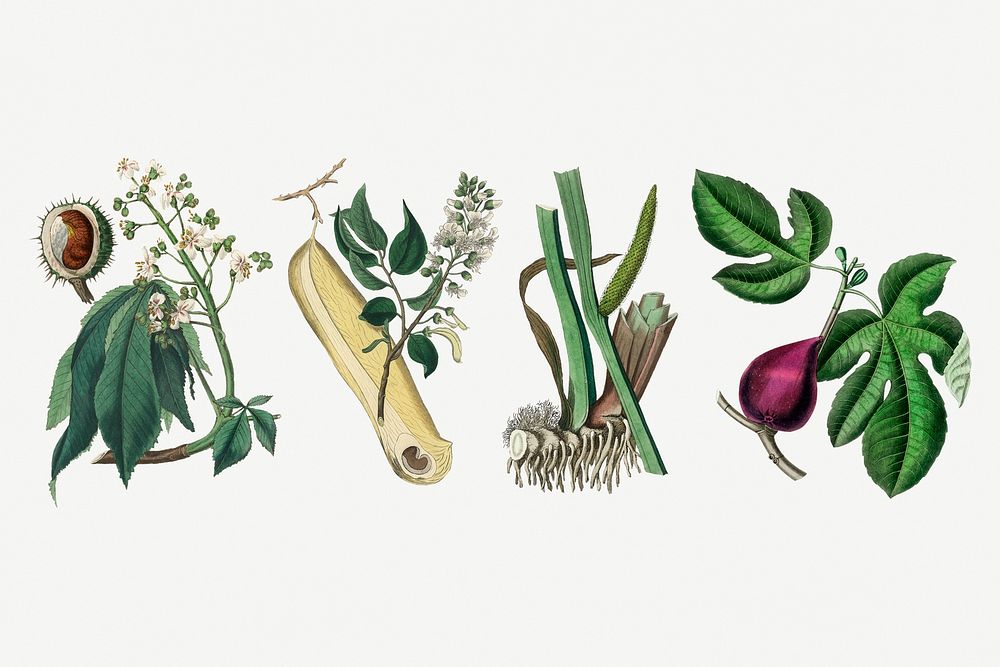 Medical botany plant psd set illustrations