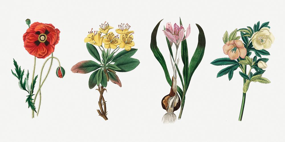 Medical botany plant psd set illustrations