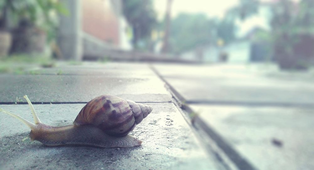 Closeup of snail crawling on the streetside
