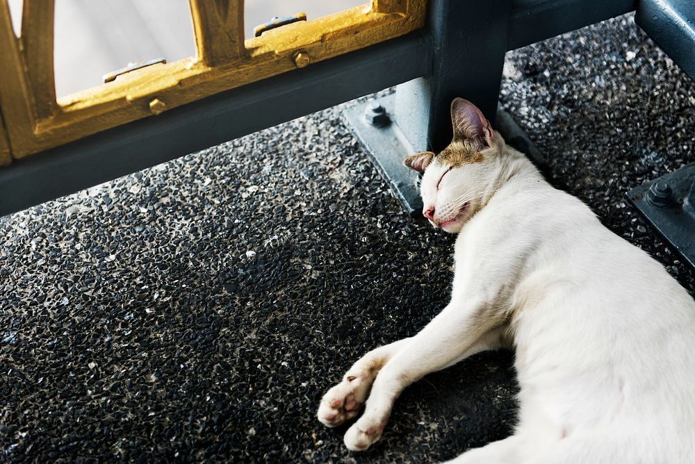 Closeup of cat sleeping lying on the floor