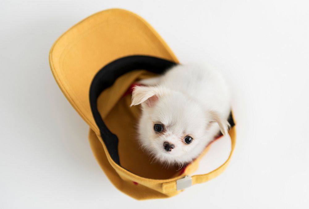 Cute Chihuahua puppy