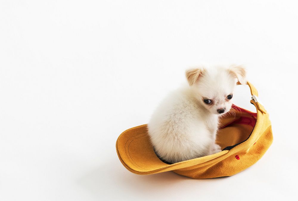 Chihuahua Cute Pet Lovely Animal Cap Concept